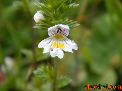 Euphrasia alpina Val d'Aran